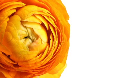 Photo of Beautiful fresh ranunculus flower on white background, closeup