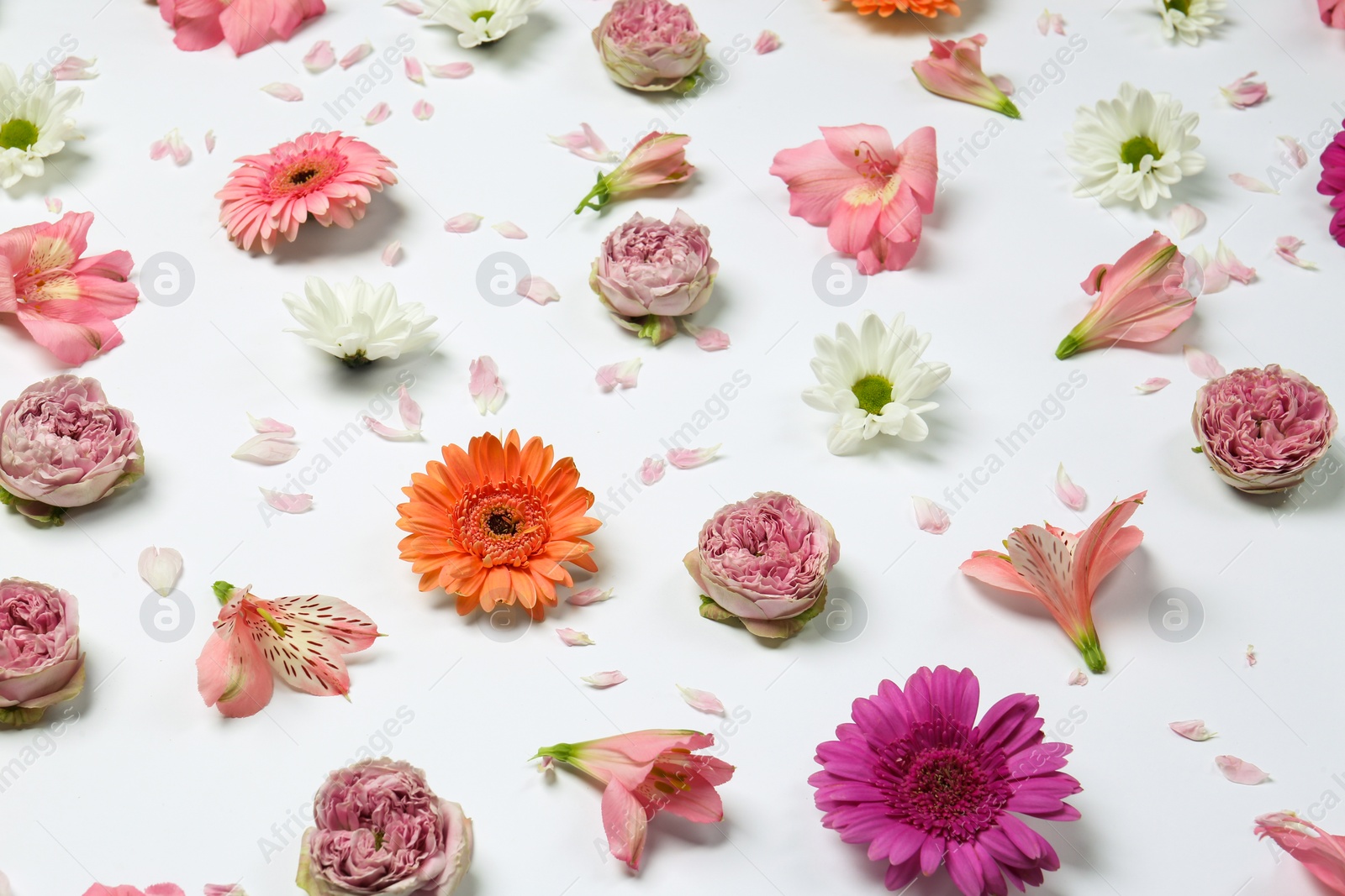 Photo of Many different beautiful flowers on white background