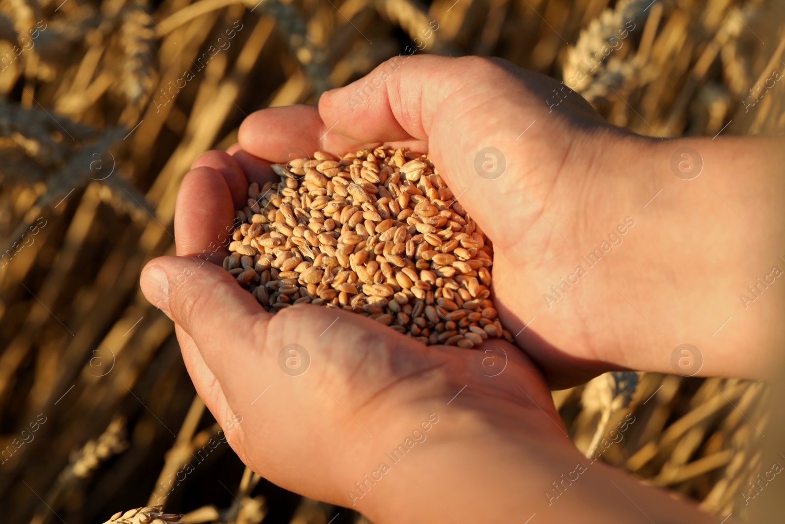 Photo of Man holding handful of wheat grains in field on sunny day, closeup