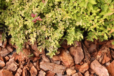 Beautiful plant with green leaves above tree bark pieces, top view