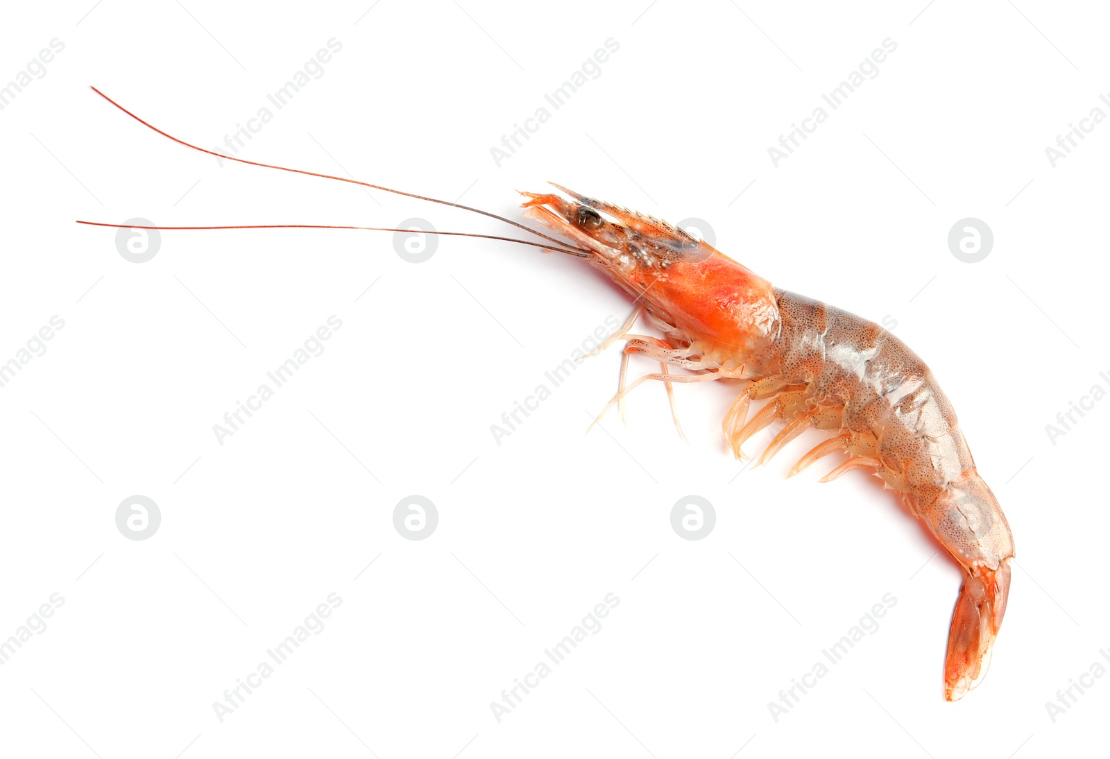 Photo of Fresh shrimp on white background