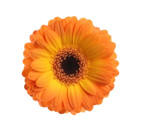 Image of Beautiful orange gerbera flower on white background