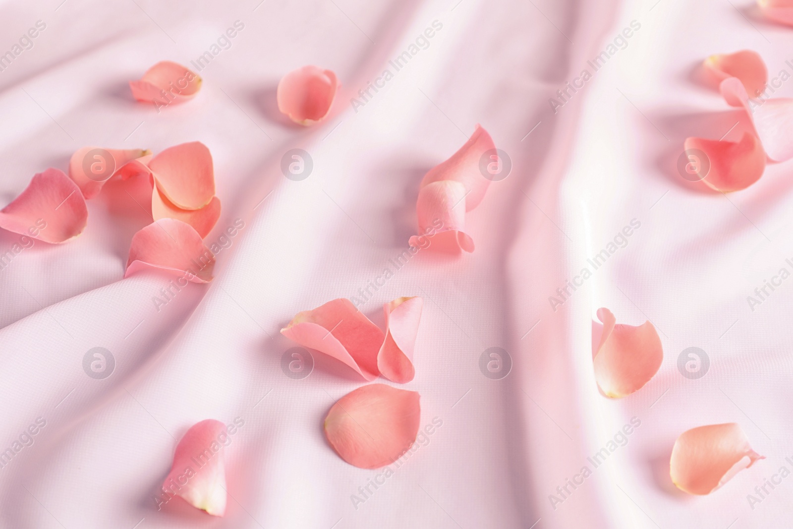 Photo of Beautiful rose petals on soft pink fabric