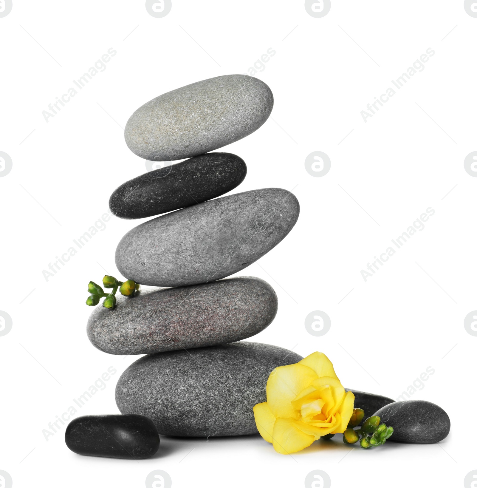 Photo of Stack of spa stones and beautiful flower on white background