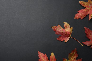 Photo of Colorful autumn leaves on black background, flat lay. Space for text