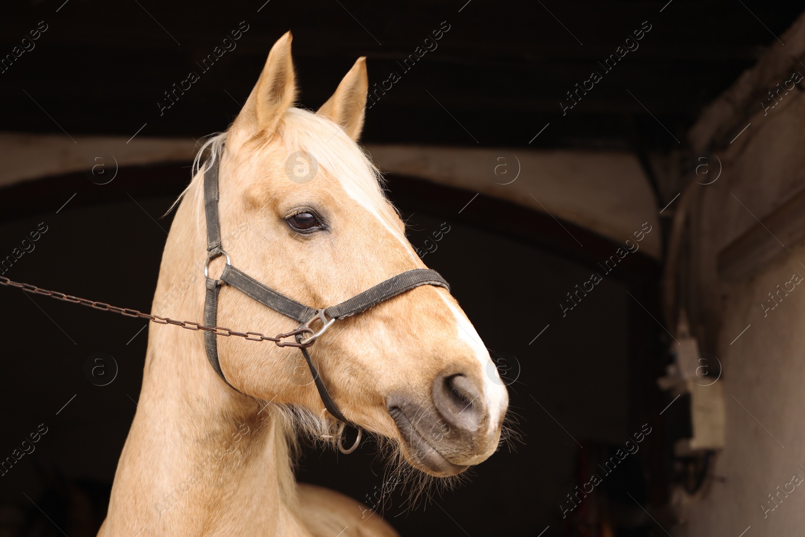 Photo of Adorable horse with bridles in stable. Lovely domesticated pet