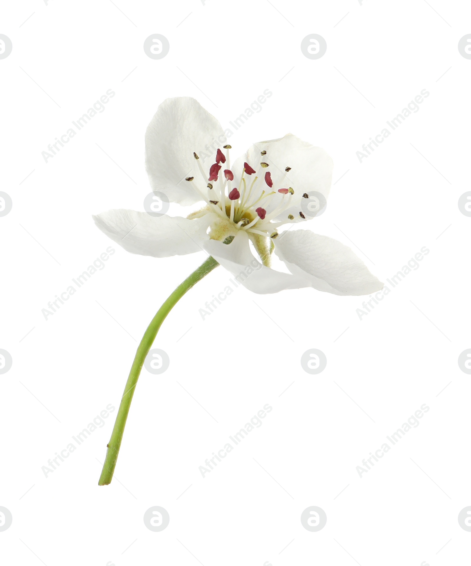 Photo of Beautiful flower of blossoming pear tree on white background