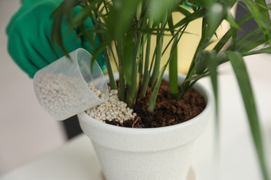 Photo of Person pouring granular fertilizer into pot with house plant at table, closeup