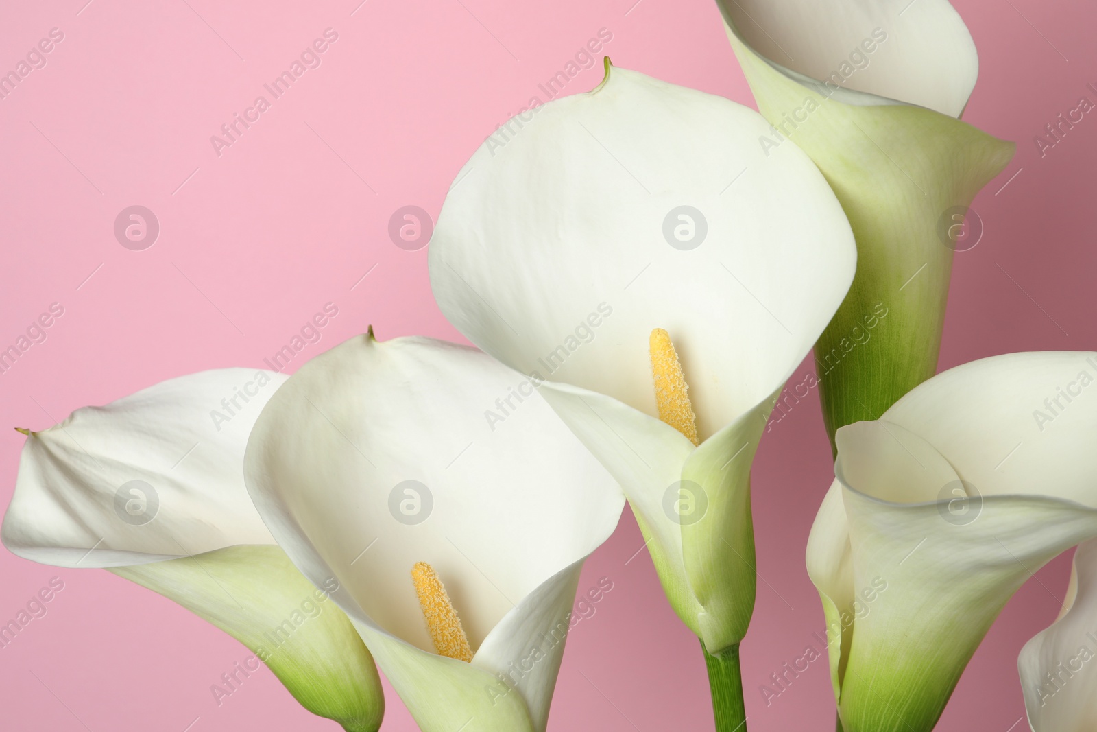 Photo of Beautiful calla lily flowers on pink background, closeup