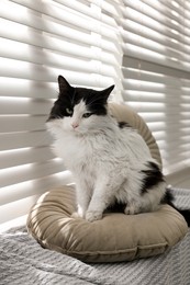 Photo of Cute cat relaxing on window sill at home. Lovely pet