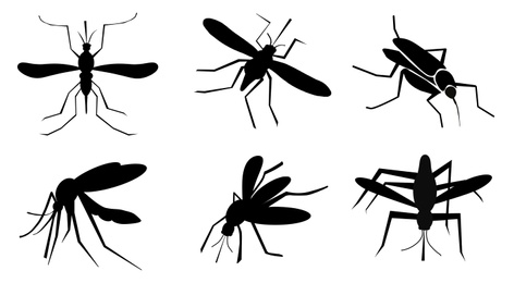 Image of Set of black mosquitoes on white background. Illustration