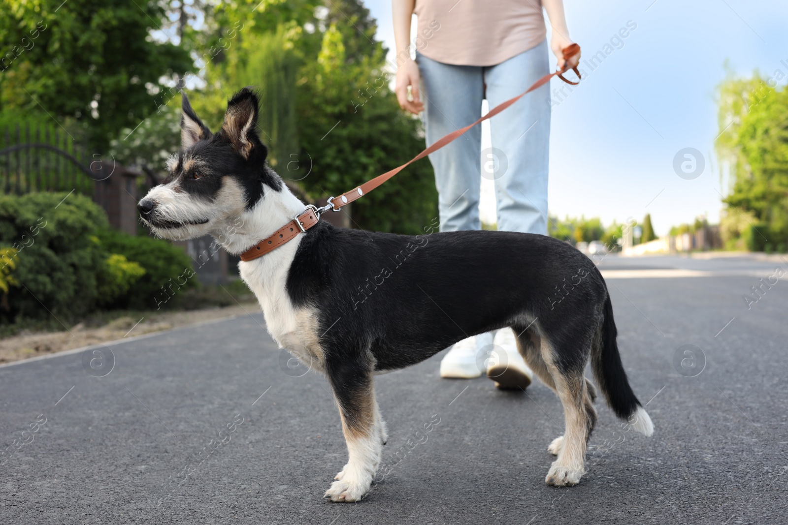 Photo of Woman walking her cute dog on city street, closeup