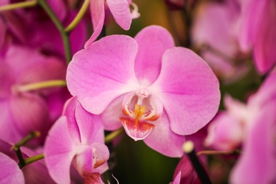 Beautiful pink orchid flowers, closeup. Tropical plant