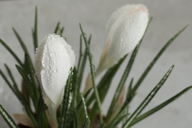 Photo of Beautiful crocuses with dew drops on white background, closeup