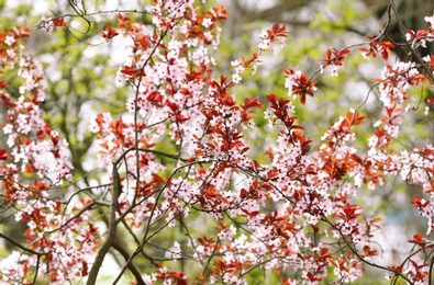 Photo of Tree with beautiful blossoms on spring day