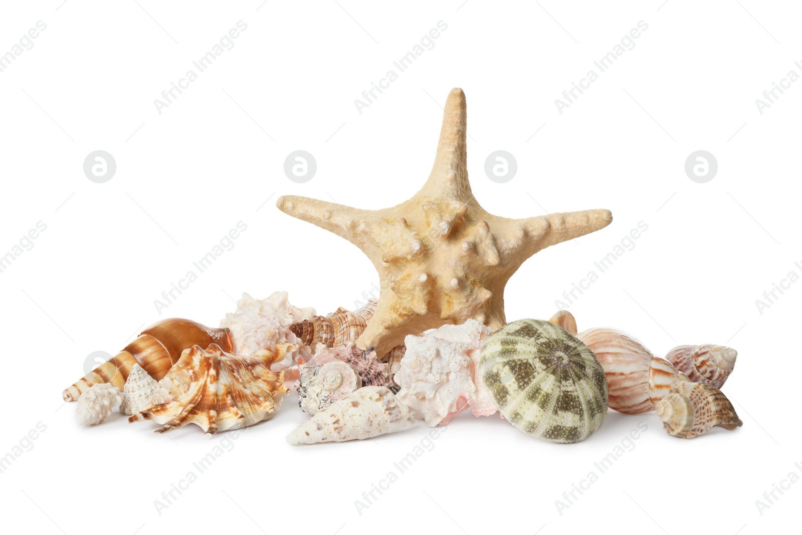 Photo of Beautiful starfish and sea shells on white background