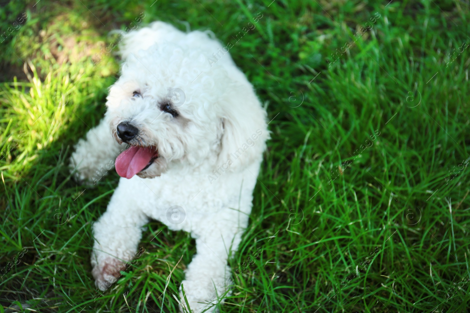 Photo of Cute fluffy Bichon Frise dog on green grass in park. Space for text