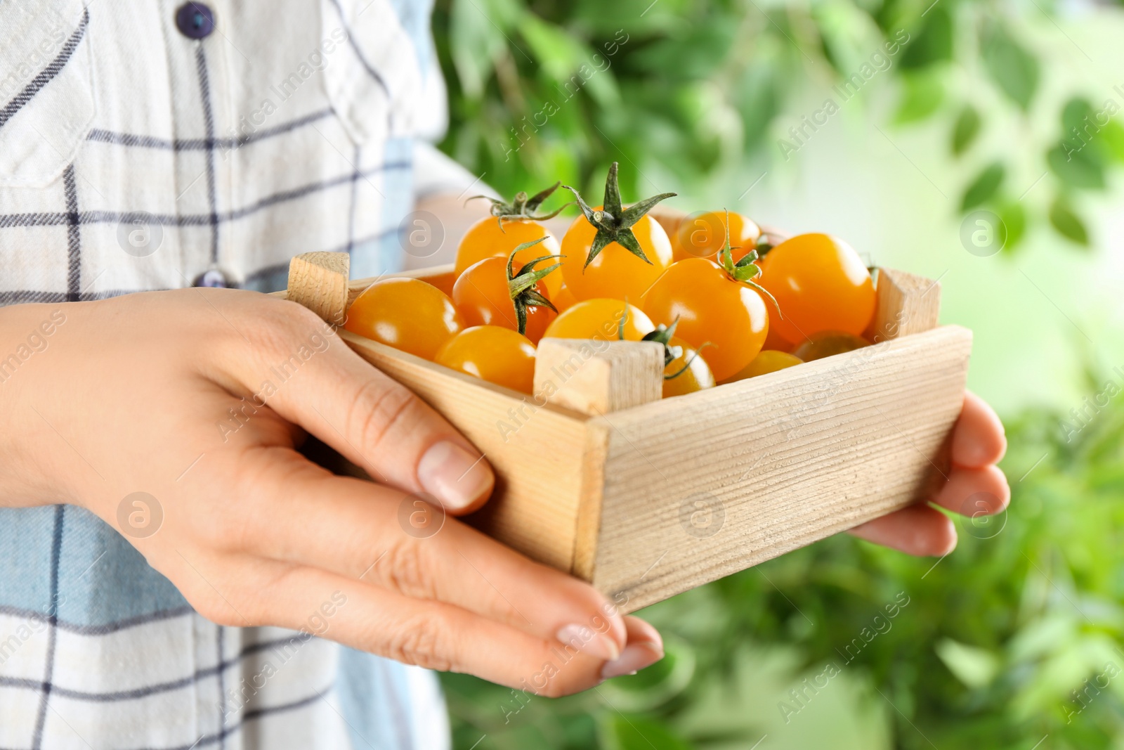 Photo of Woman holding wooden crate of yellow tomatoes on blurred background, closeup