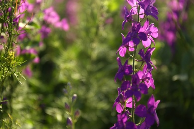 Photo of Beautiful wild flowers outdoors on sunny day, closeup with space for text. Amazing nature in summer