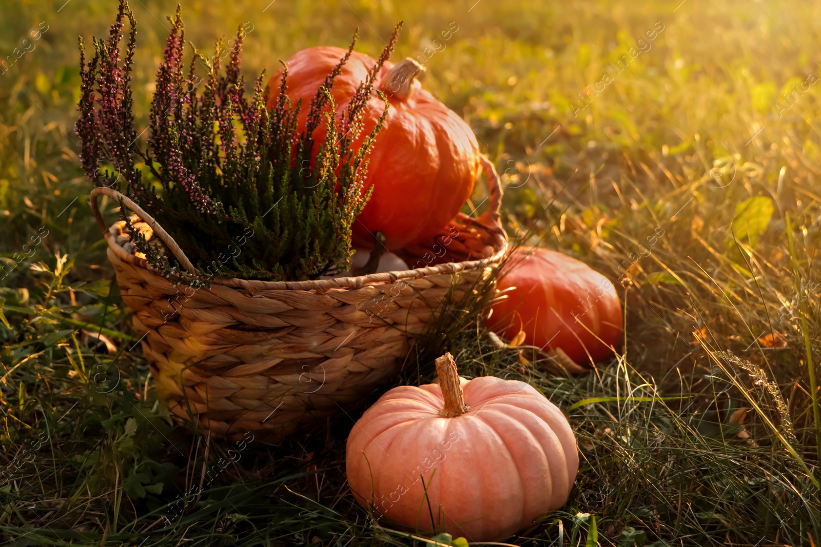 Photo of Wicker basket with beautiful heather flowers and pumpkins on green grass outdoors