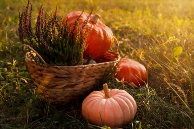 Wicker basket with beautiful heather flowers and pumpkins on green grass outdoors