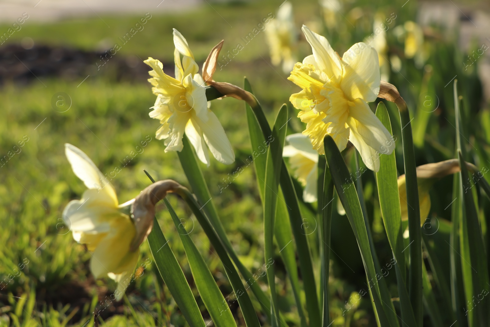 Photo of Beautiful daffodils growing in garden on sunny day