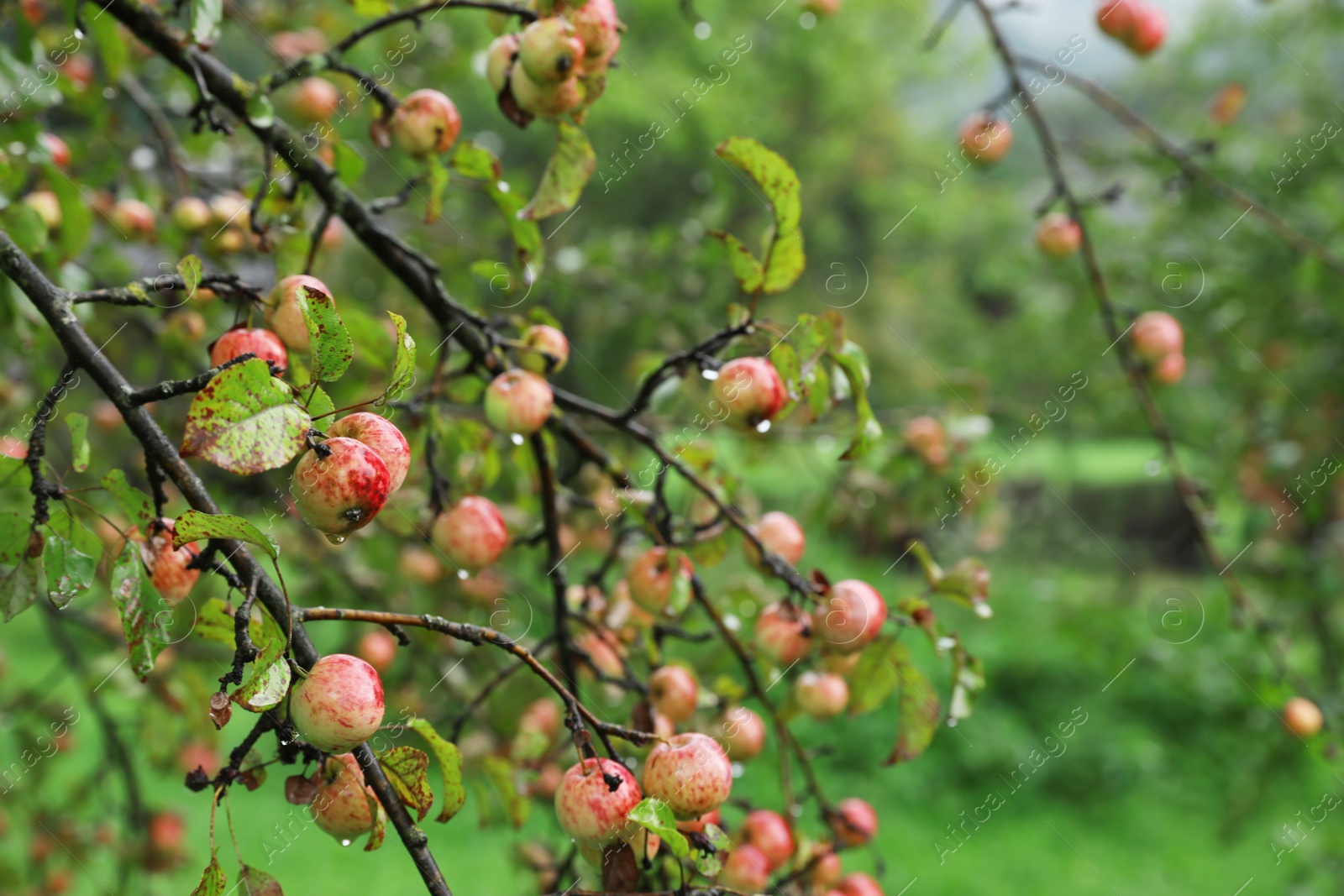 Photo of Tree with ripe apples in beautiful garden