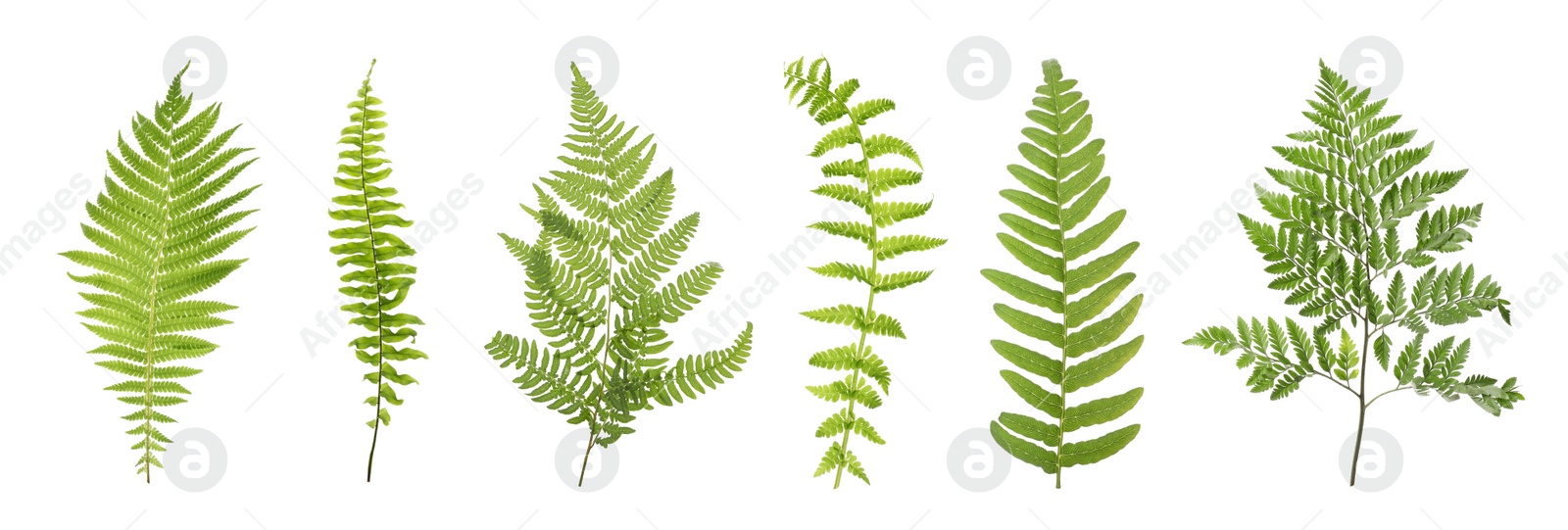 Image of Set with beautiful fern leaves on white background. Banner design