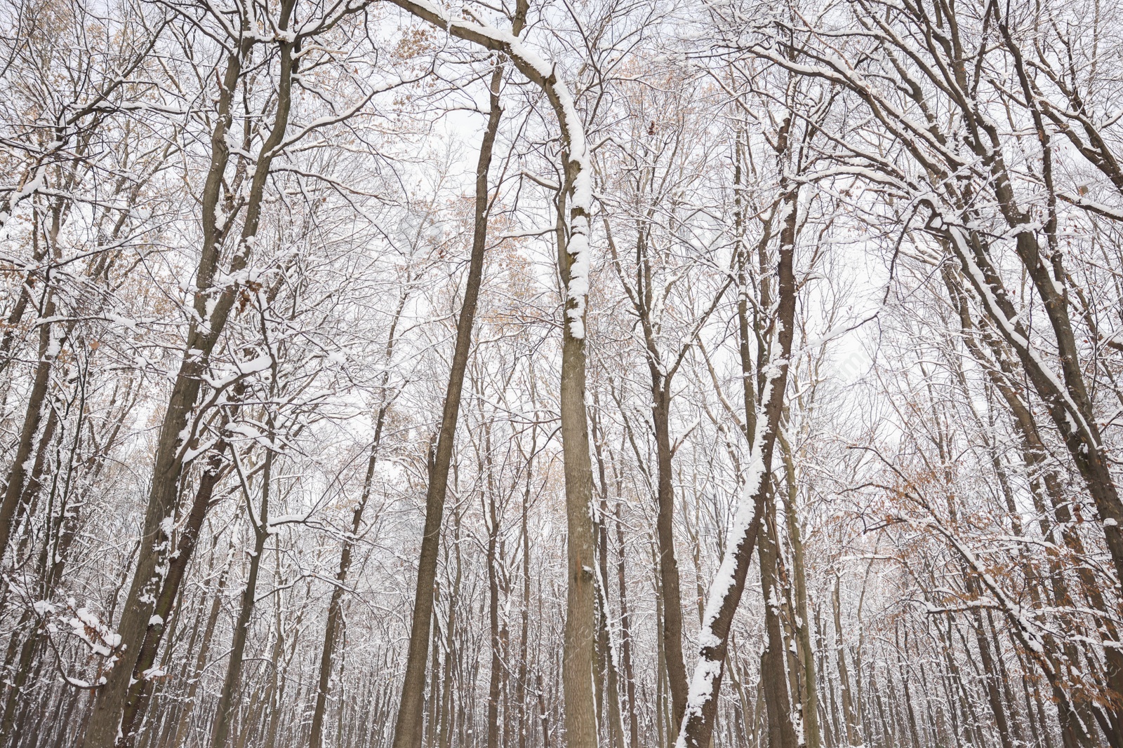 Trees covered with snow in winter park, low angle view Photo of Trees covered with snow in winter park, low angle view