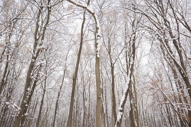 Photo of Trees covered with snow in winter park, low angle view