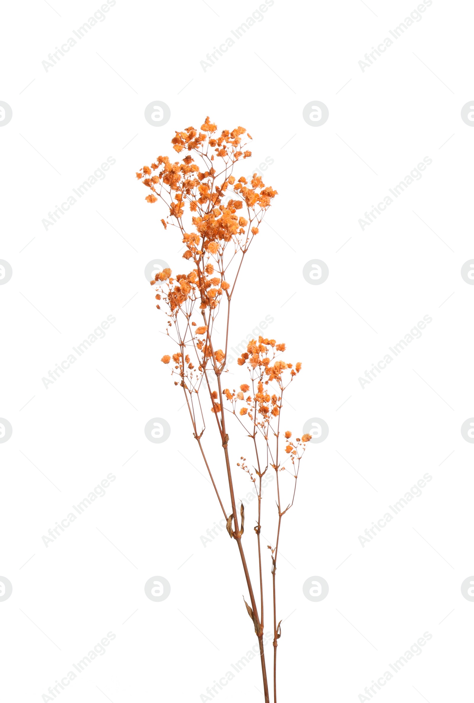 Photo of Beautiful tender dried flowers on white background.