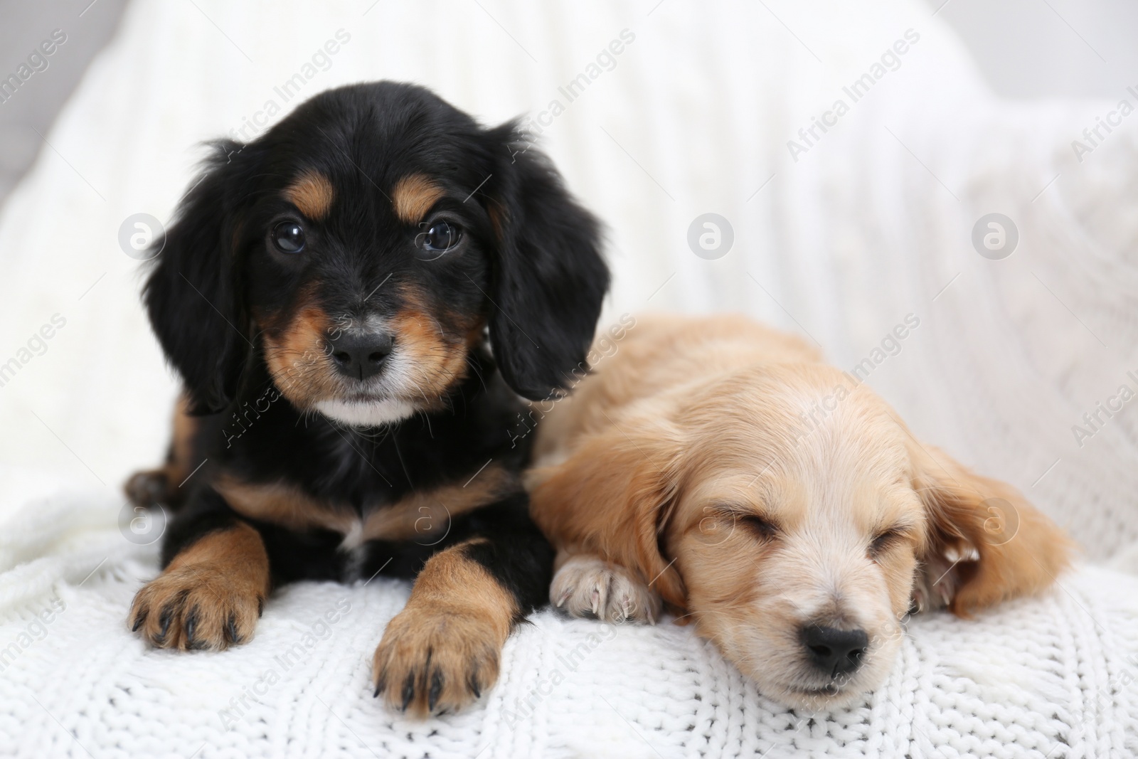 Photo of Cute English Cocker Spaniel puppies on soft plaid