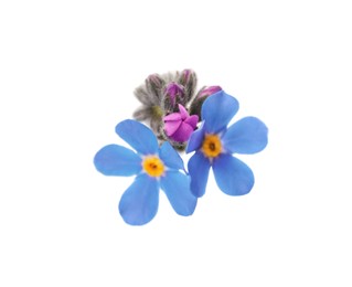 Photo of Beautiful blue Forget-me-not flowers on white background