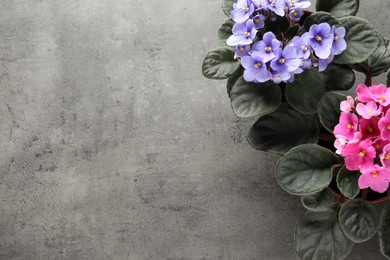 Beautiful violet flowers on light grey background, flat lay with space for text. Delicate house plants