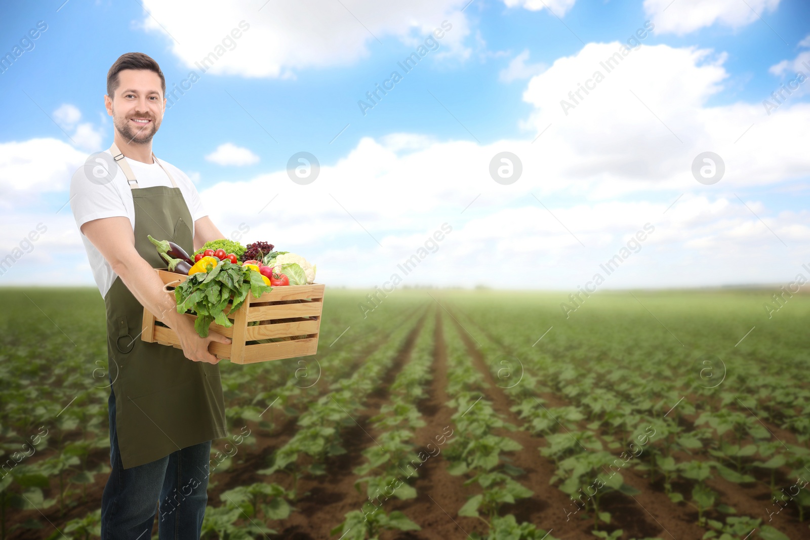 Image of Harvesting season. Farmer holding wooden crate with crop in field