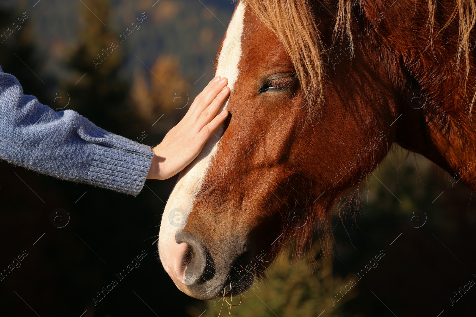 Photo of Woman petting beautiful horse outdoors on sunny day, closeup