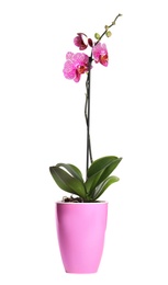 Photo of Beautiful tropical orchid flower in pot on white background