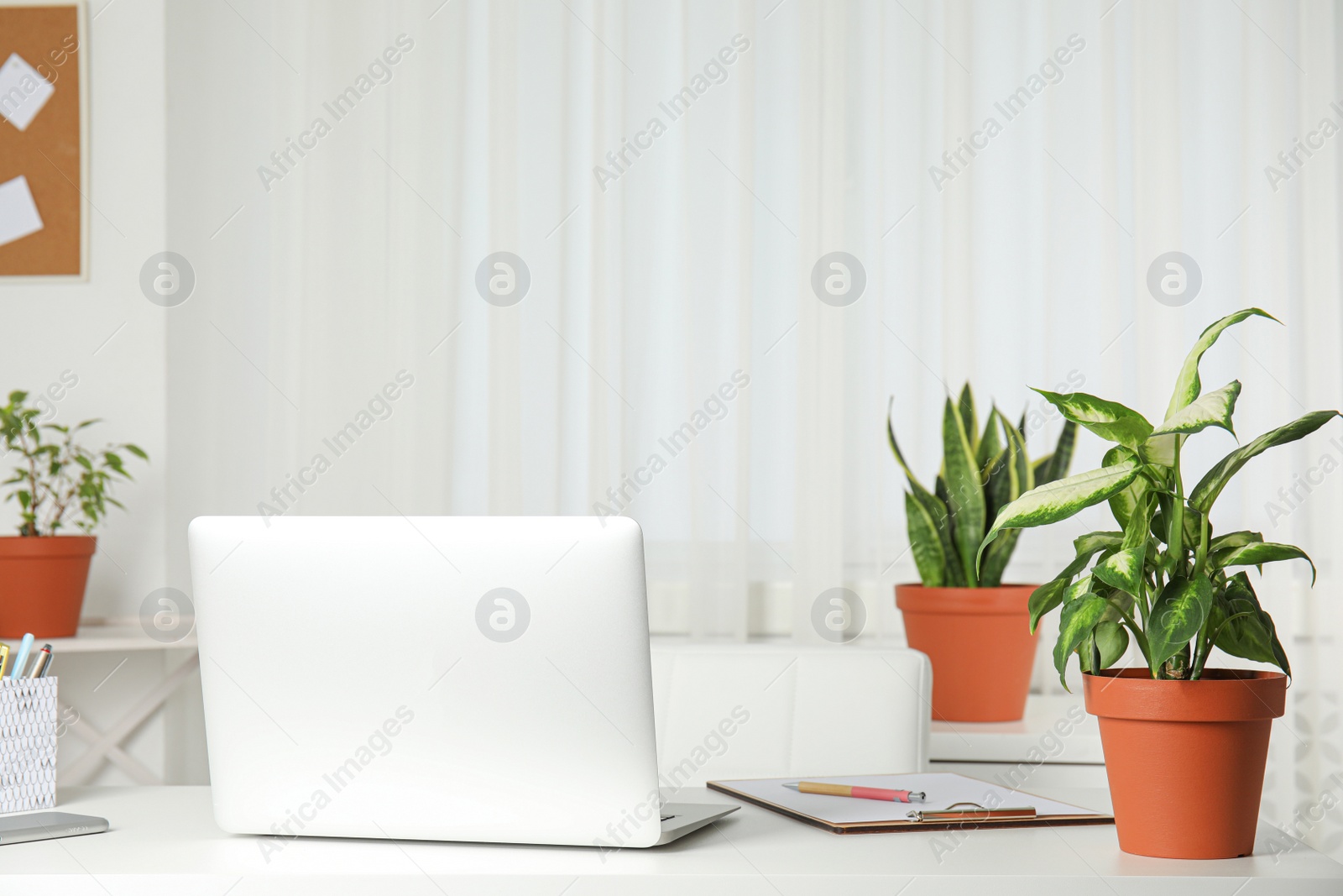 Photo of Laptop on table and houseplants in office interior, space for text