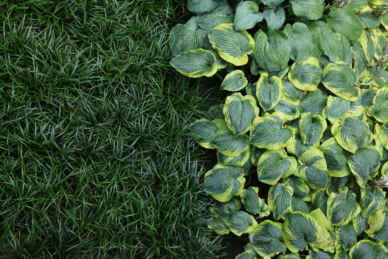 Photo of Beautiful hostas and green grass outdoors, top view