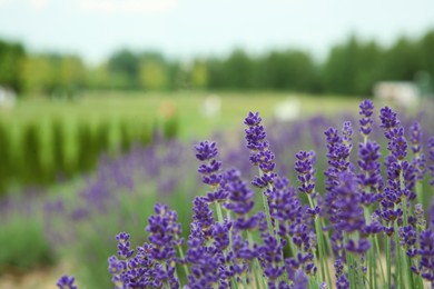 Photo of Beautiful blooming lavender growing in field, closeup. Space for text