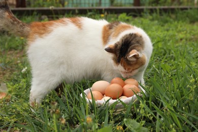 Photo of Cute cat and fresh chicken eggs in basket on green grass outdoors