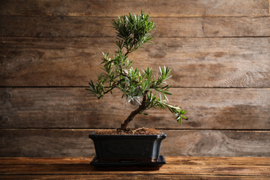 Photo of Japanese bonsai plant on wooden table. Creating zen atmosphere at home