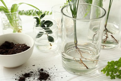 Photo of Different houseplant seedlings on white wooden table