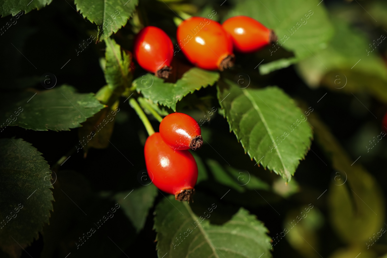 Photo of Rose hip bush with ripe red berries outdoors, closeup
