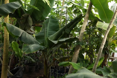 Photo of Many different beautiful plants growing in greenhouse