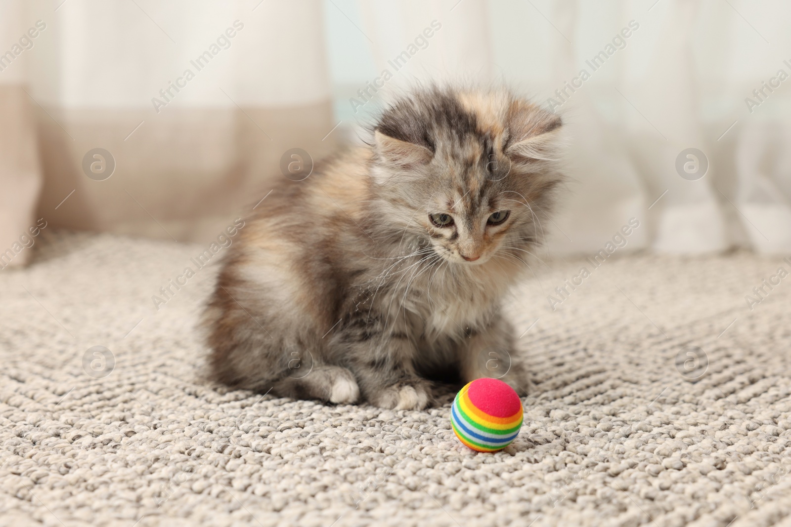 Photo of Cute fluffy kitten with ball at home