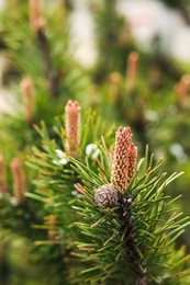 Pine tree with blossoms outdoors on spring day, closeup