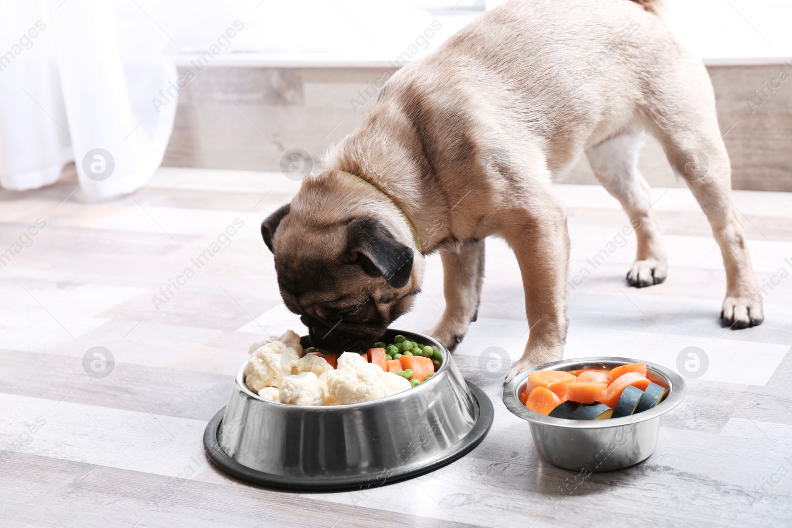 Photo of Cute little pug eating organic food from bowl at home