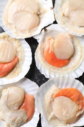 Photo of Fresh raw scallops with shells on black textured table, flat lay