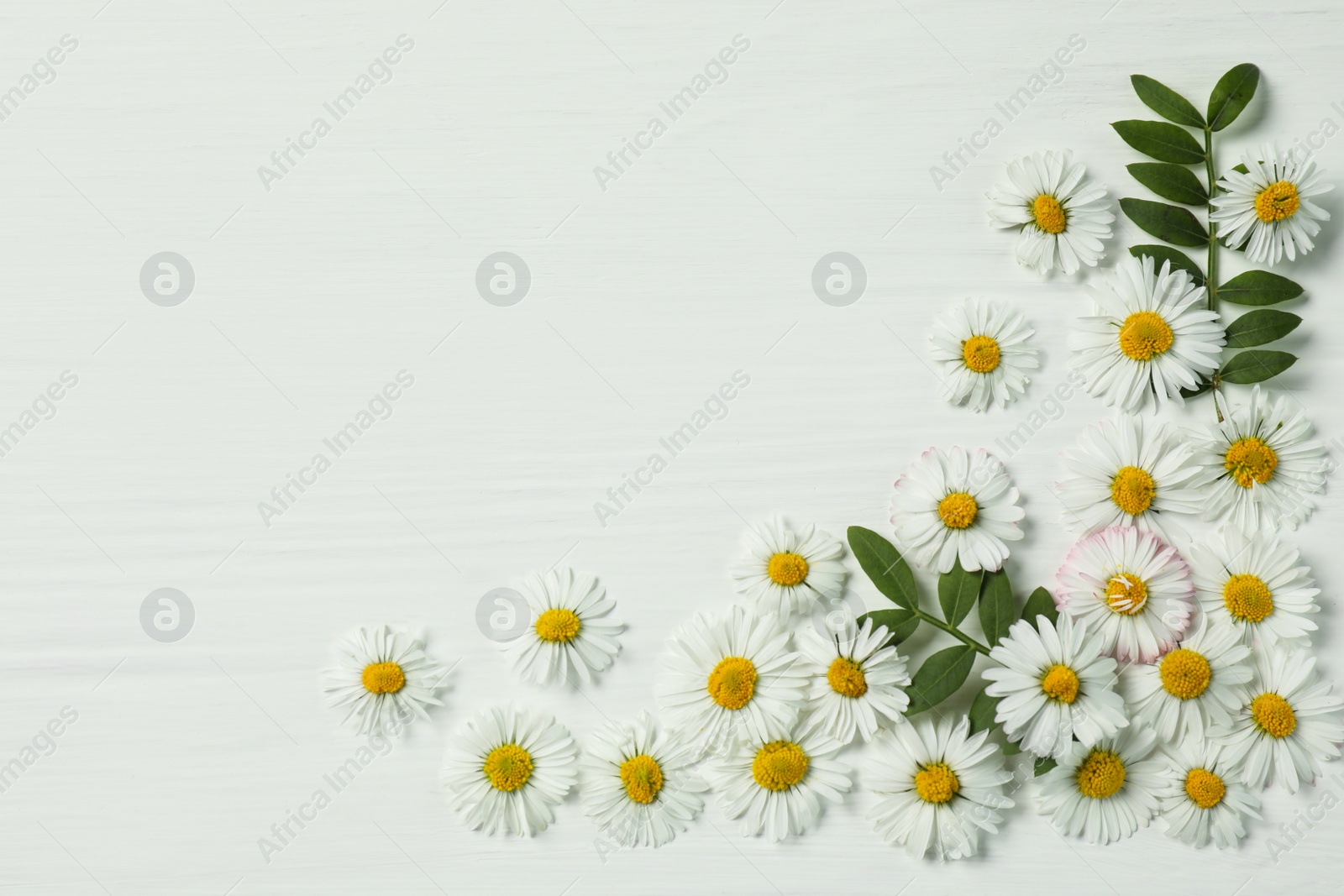 Photo of Beautiful daisy flowers and leaves on white wooden background, flat lay. Space for text